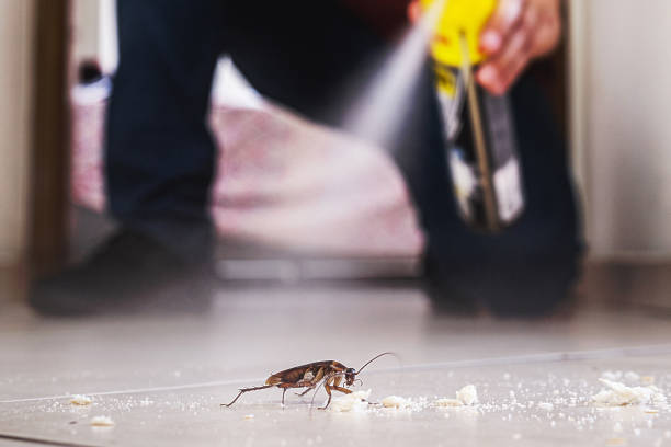 Wasp Removal Services in Timonium, MD