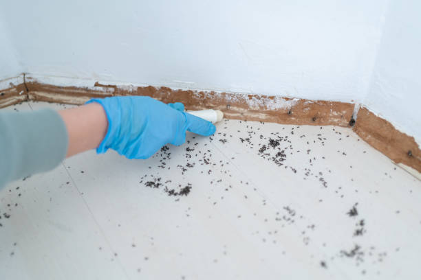 Best Pest Control Near Me in Timonium, MD