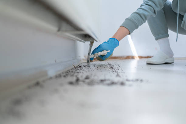 Bird Control in Timonium, MD